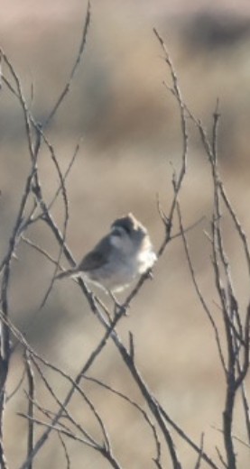 Southern Whiteface - ML646648284