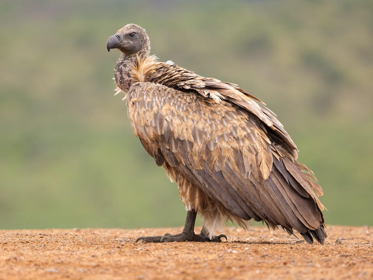 White-backed Vulture - eBird