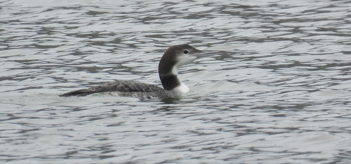 Common Loon - ML646648287