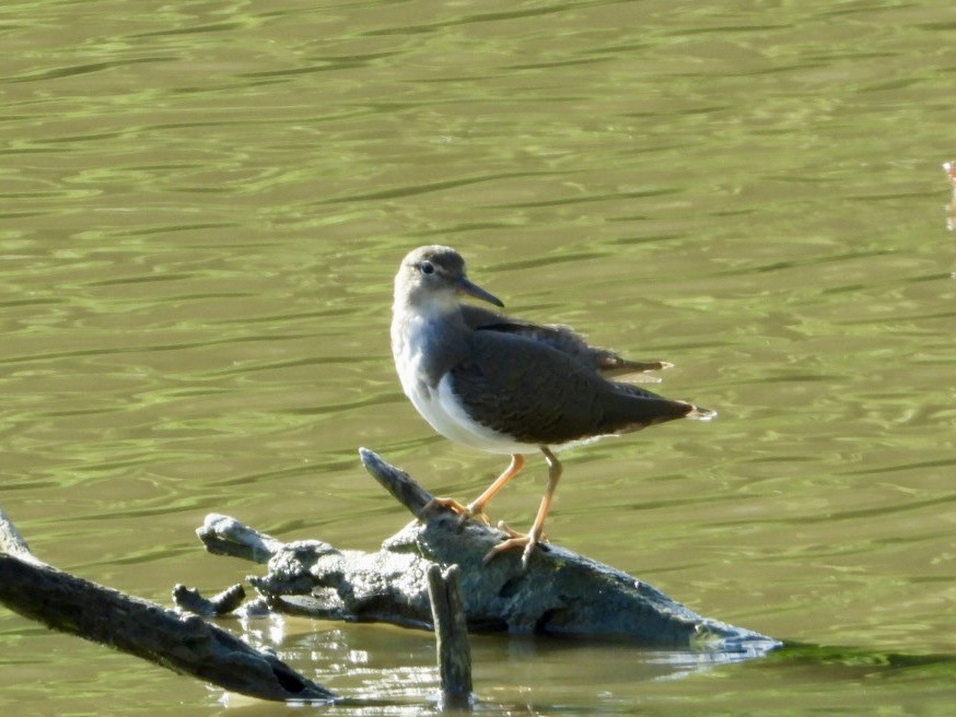 Spotted Sandpiper - ML646648288