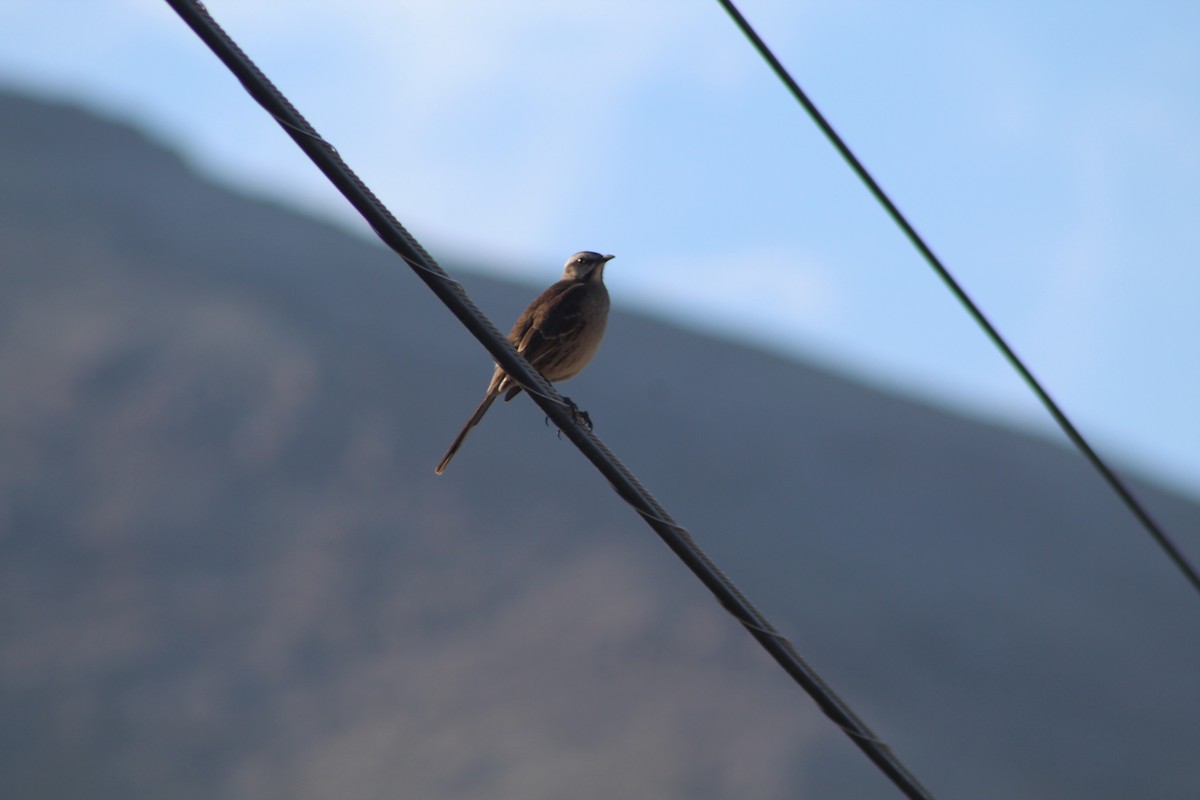 Chilean Mockingbird - ML646648291