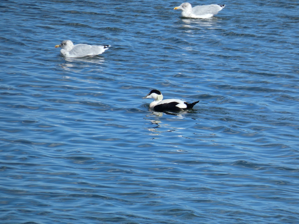 Eider arrunta - ML646648293