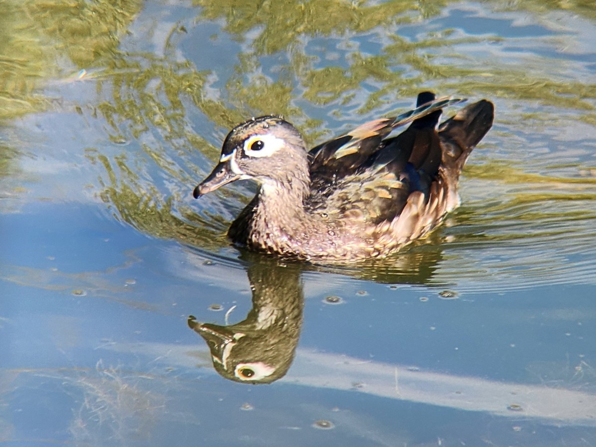 美洲鴛鴦 - ML646648294