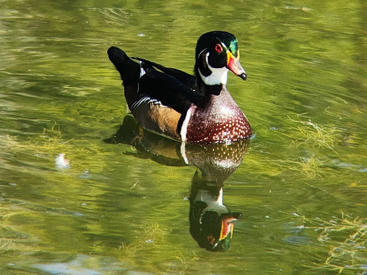 美洲鴛鴦 - ML646648295