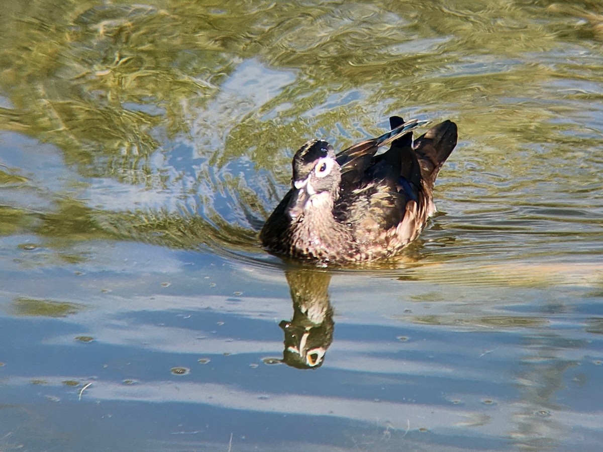 美洲鴛鴦 - ML646648297