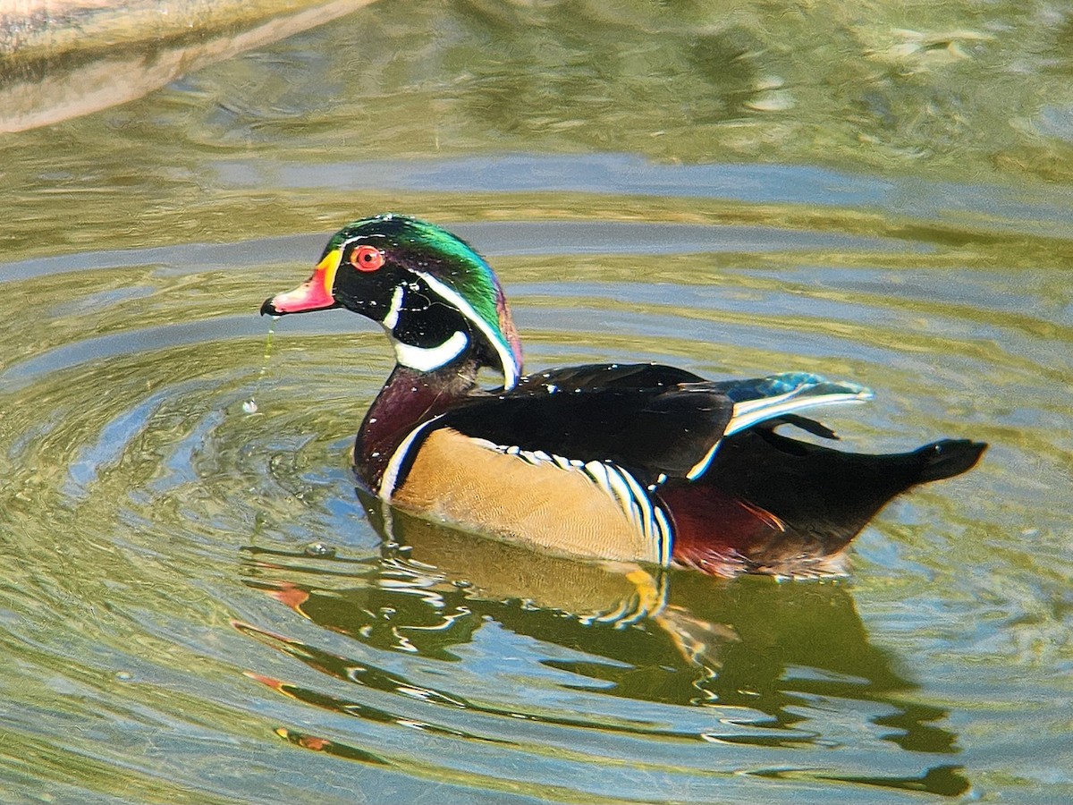 美洲鴛鴦 - ML646648298