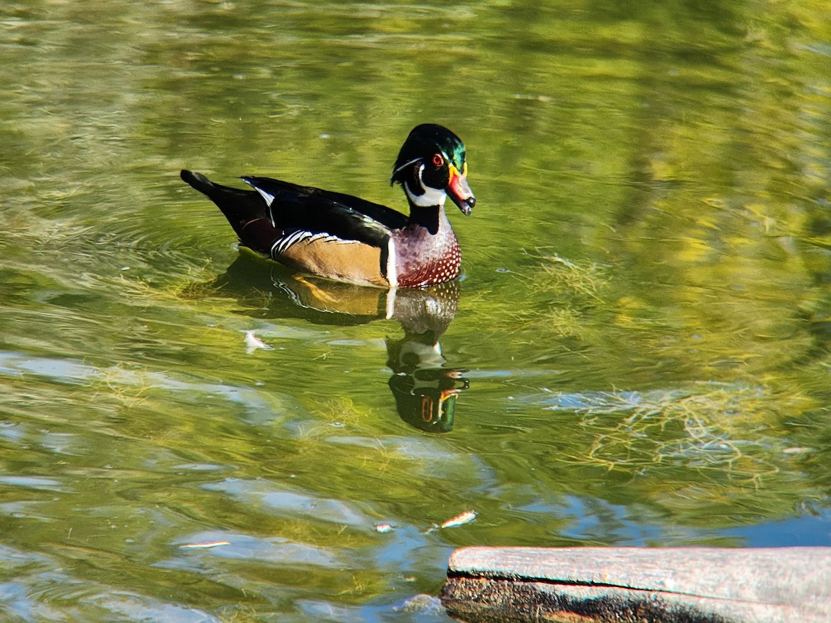 美洲鴛鴦 - ML646648299
