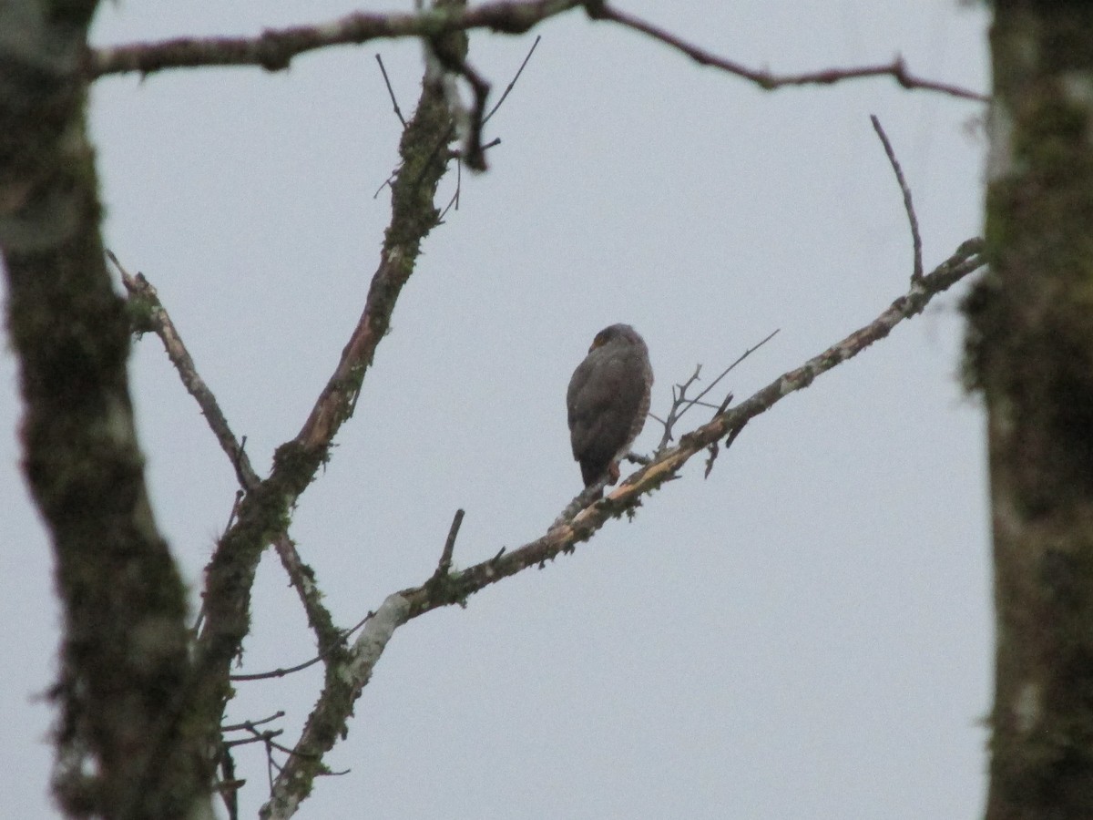 Roadside Hawk - ML646648300