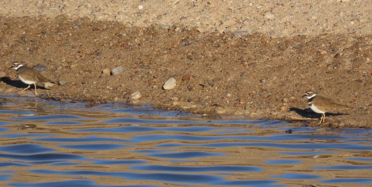 Killdeer - ML646648309