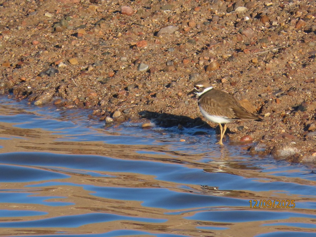 Killdeer - ML646648310