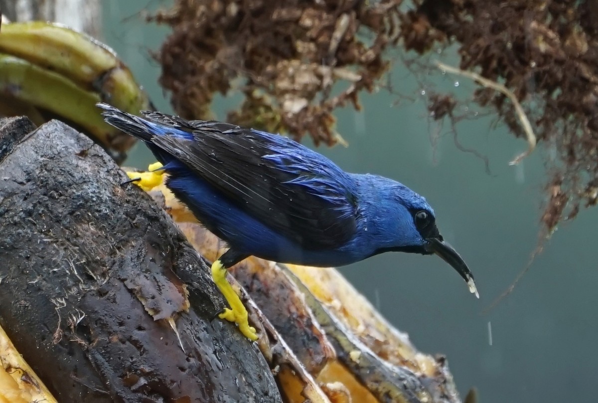 Shining Honeycreeper - ML646648311