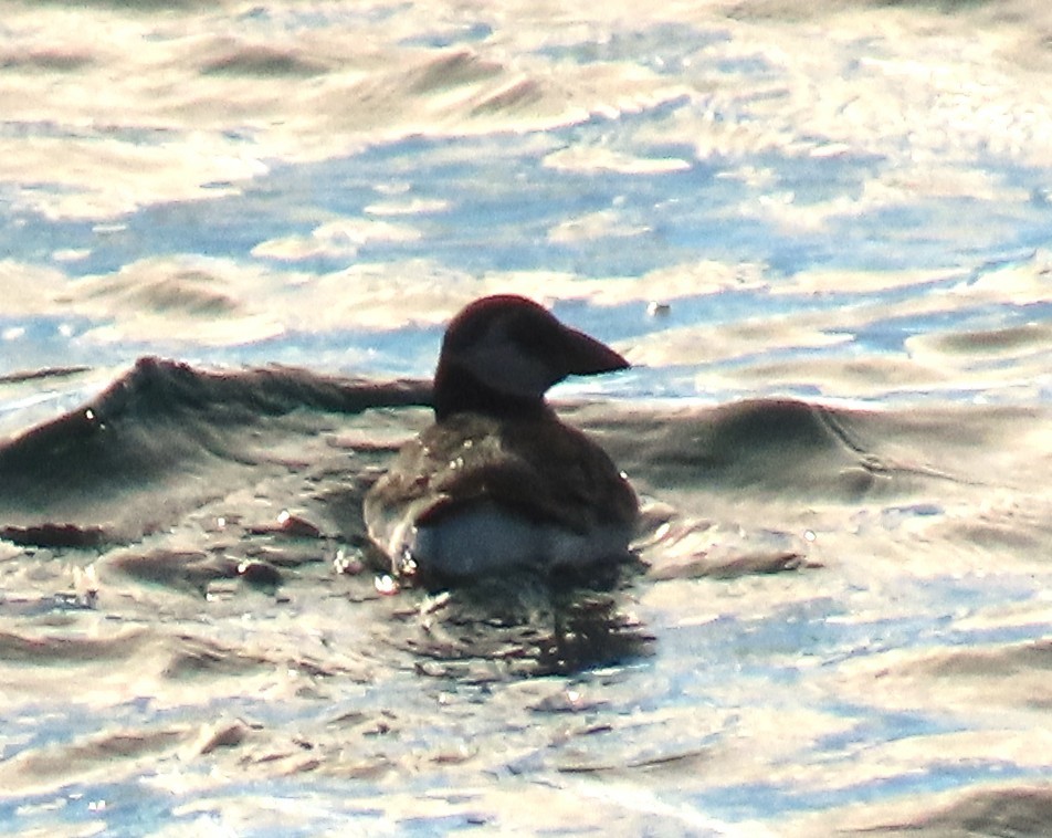 Atlantic Puffin - ML646648314