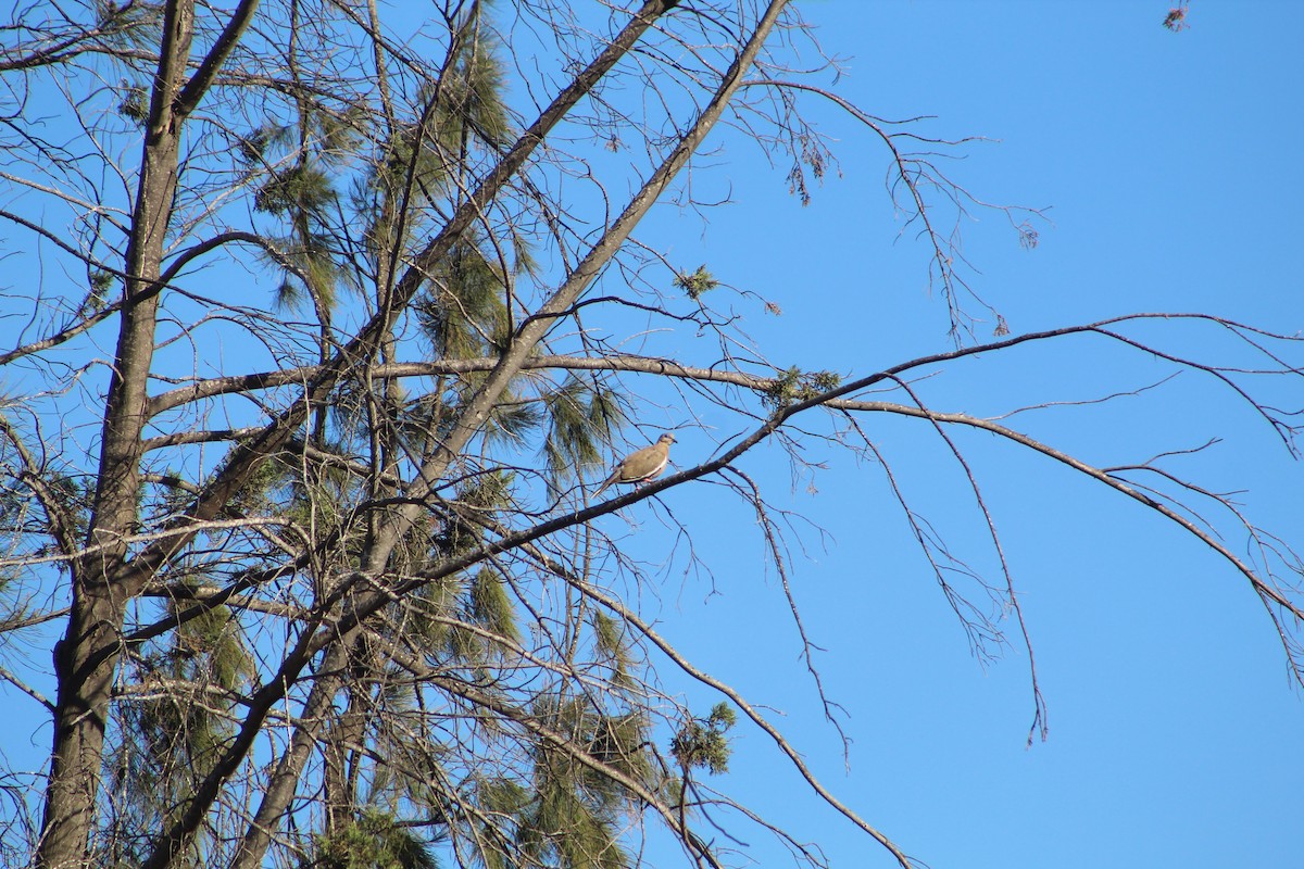 West Peruvian Dove - ML646648315