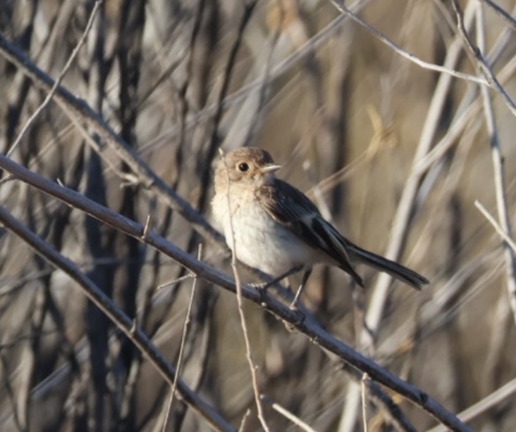 Red-capped Robin - ML646648316