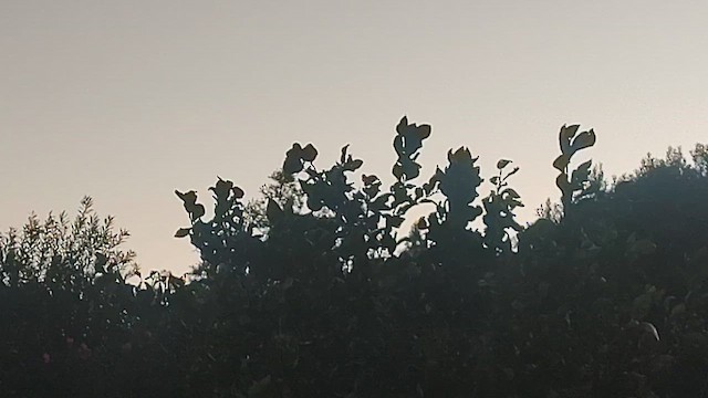 Cardenal Norteño - ML646648317