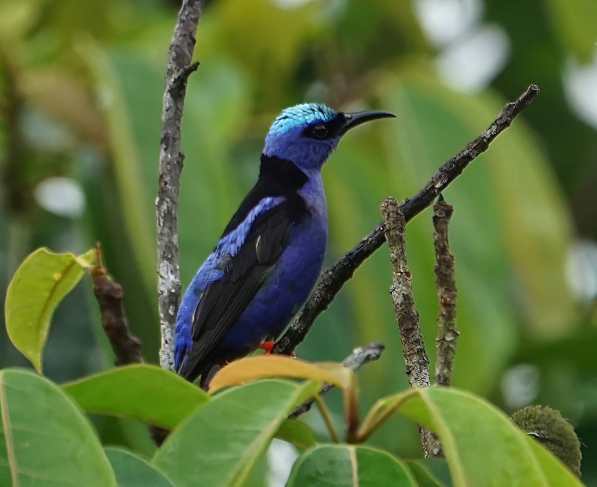 Red-legged Honeycreeper - ML646648318