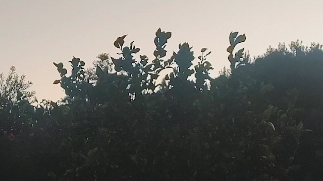 Cardenal Norteño - ML646648319