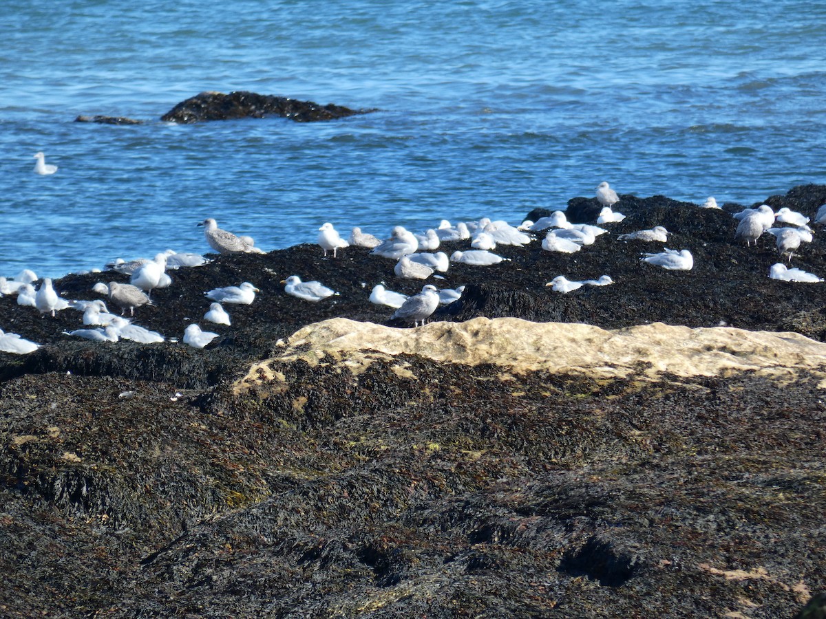 Kaio hauskara europarra - ML646648320