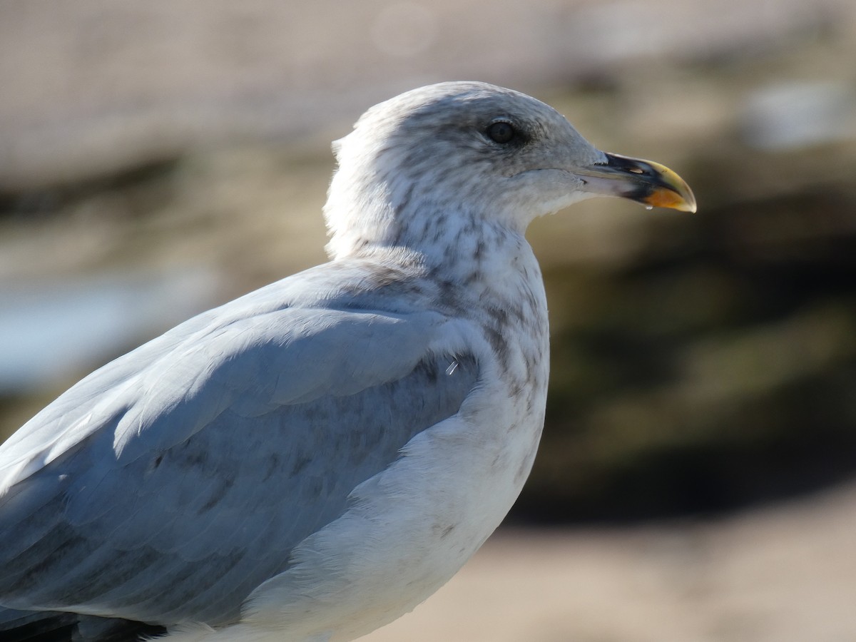 Kaio hauskara europarra - ML646648321