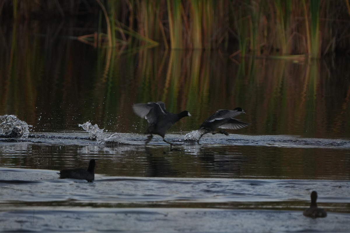 アメリカオオバン - ML646648322