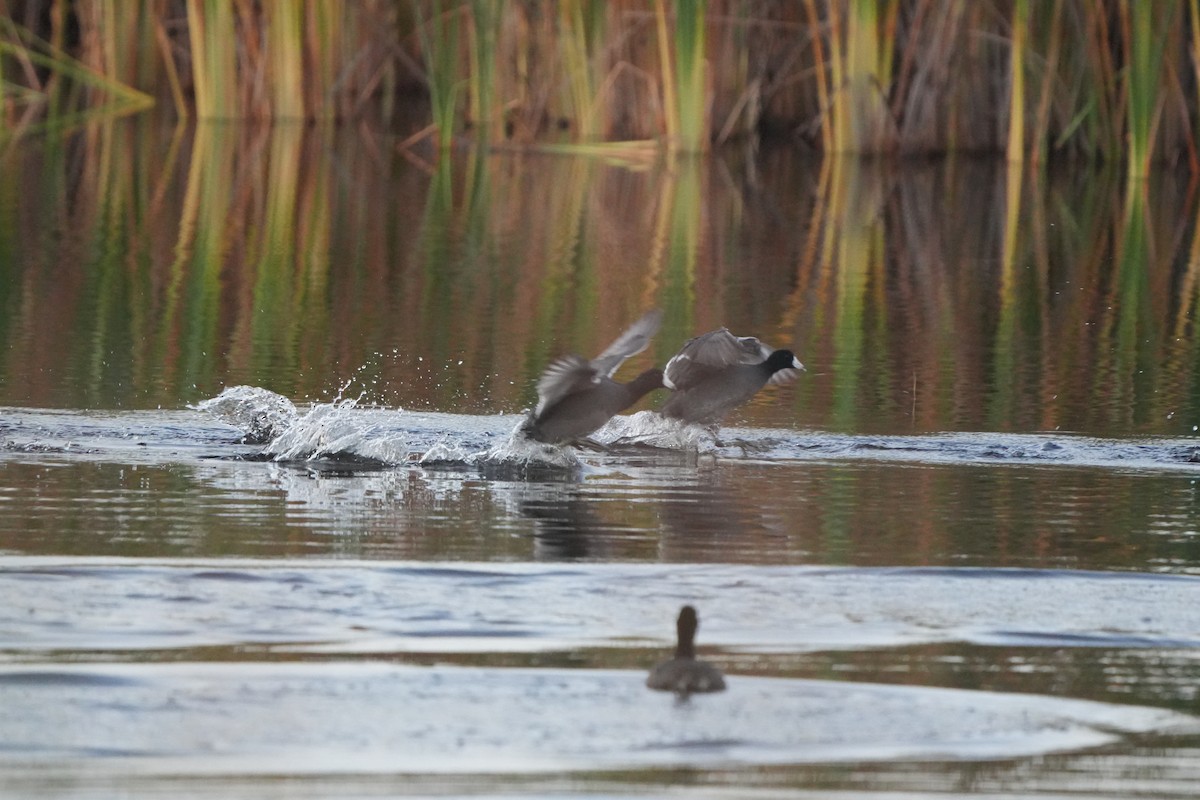 アメリカオオバン - ML646648323