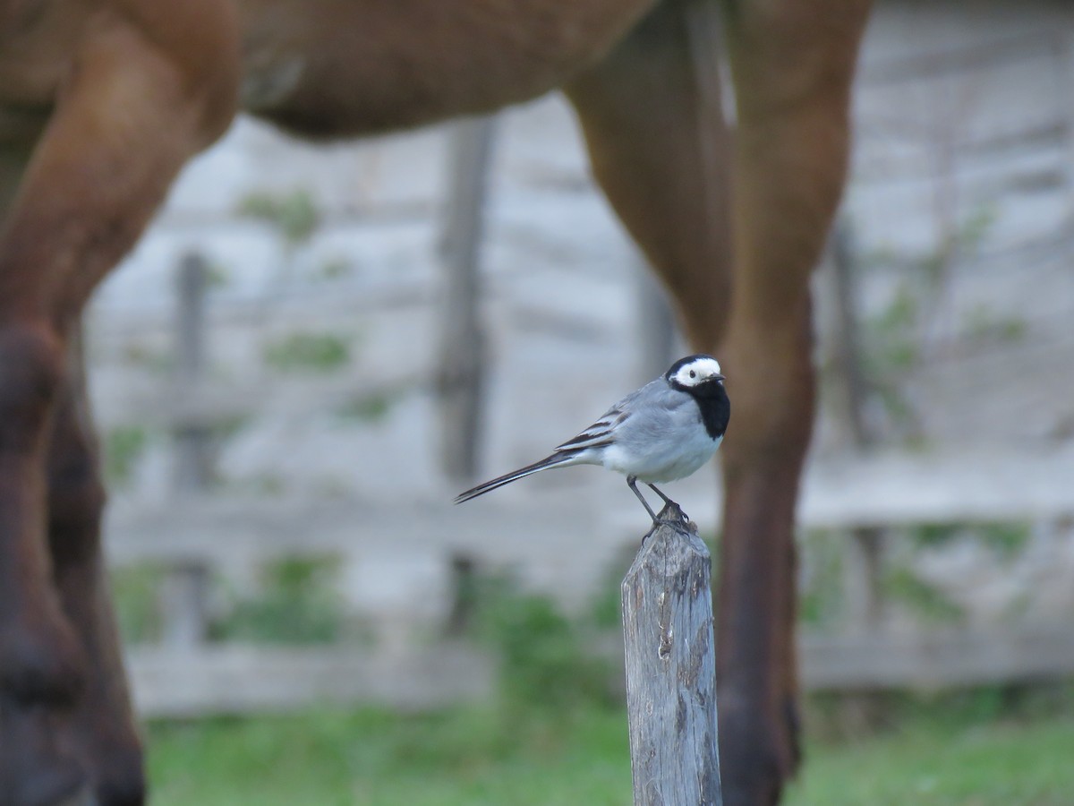 Bergeronnette grise - ML646648324