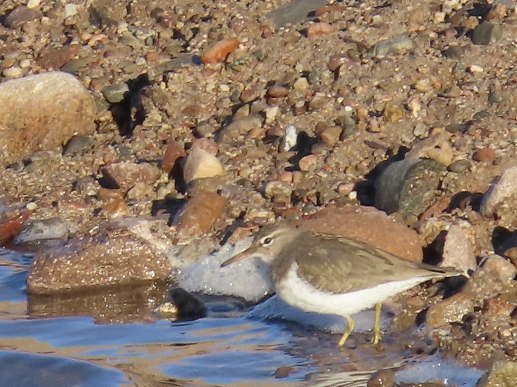 Spotted Sandpiper - ML646648326