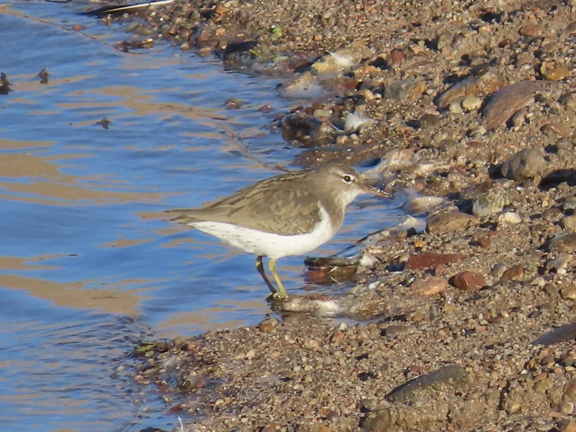 Spotted Sandpiper - ML646648327