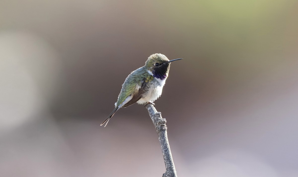 Chilean Woodstar - ML646648329