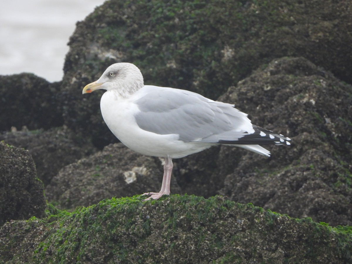 Kaio hauskara europarra - ML646648330