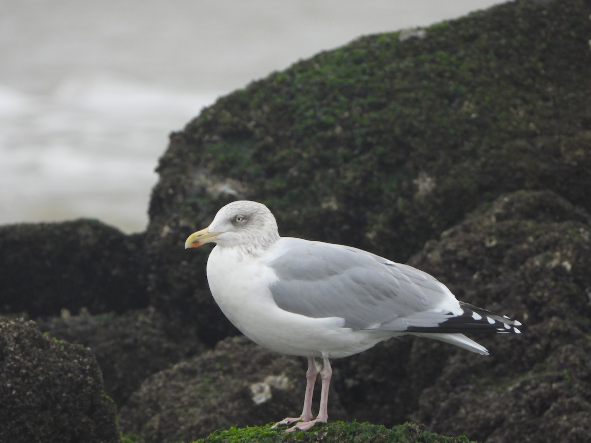 Kaio hauskara europarra - ML646648331