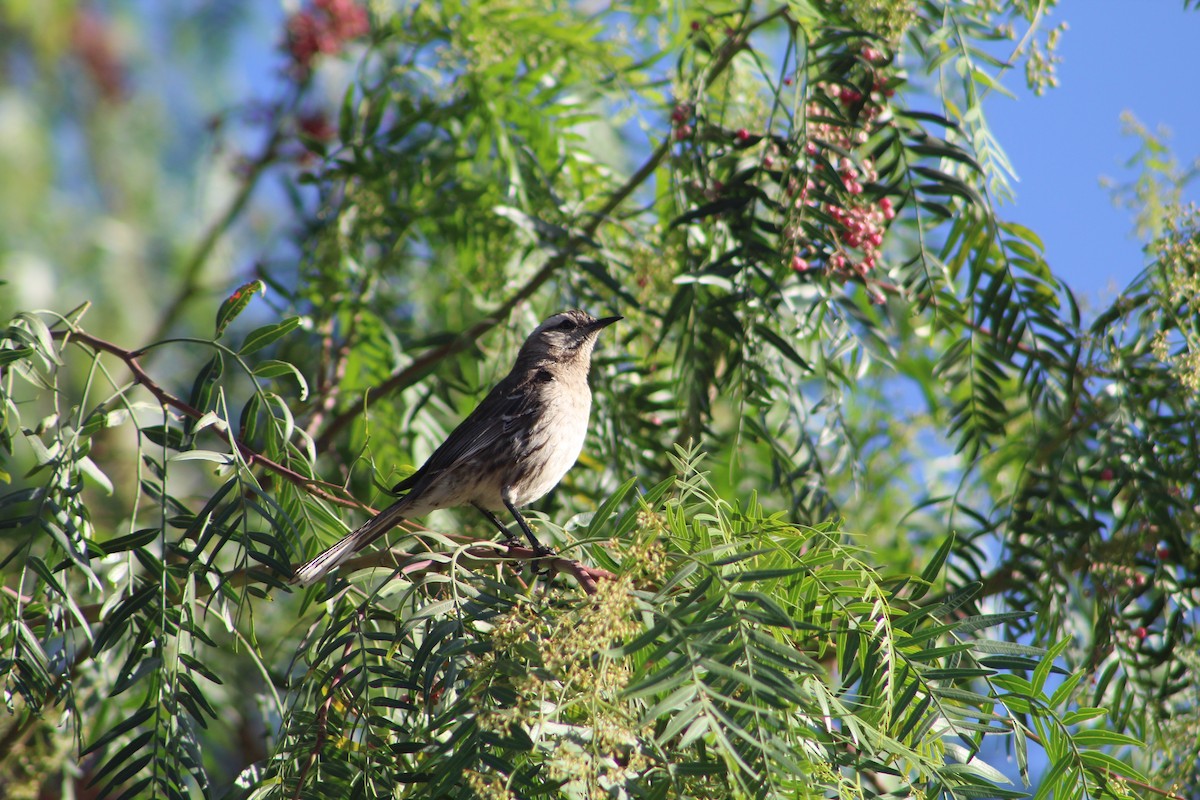 Chilean Mockingbird - ML646648332