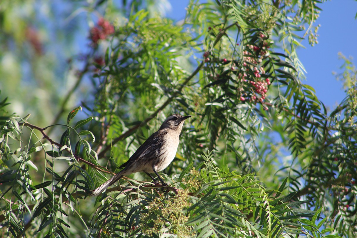 Chilean Mockingbird - ML646648333