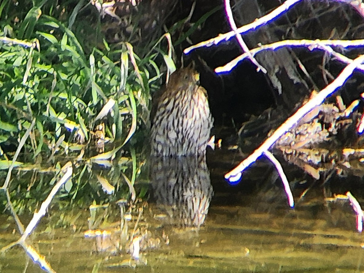 Cooper's Hawk - ML646648336