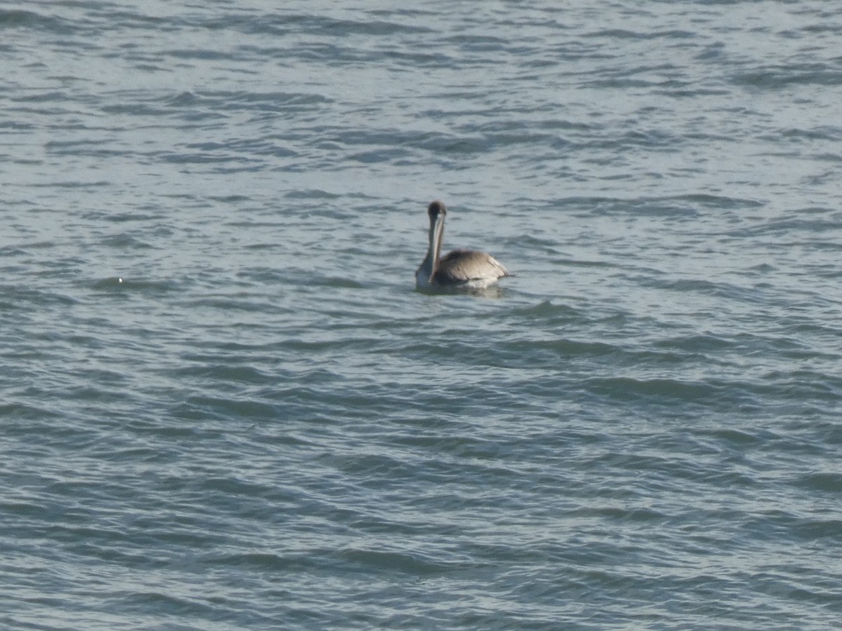 Brown Pelican - ML646648337