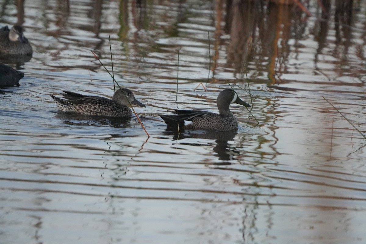 ミカヅキシマアジ - ML646648338