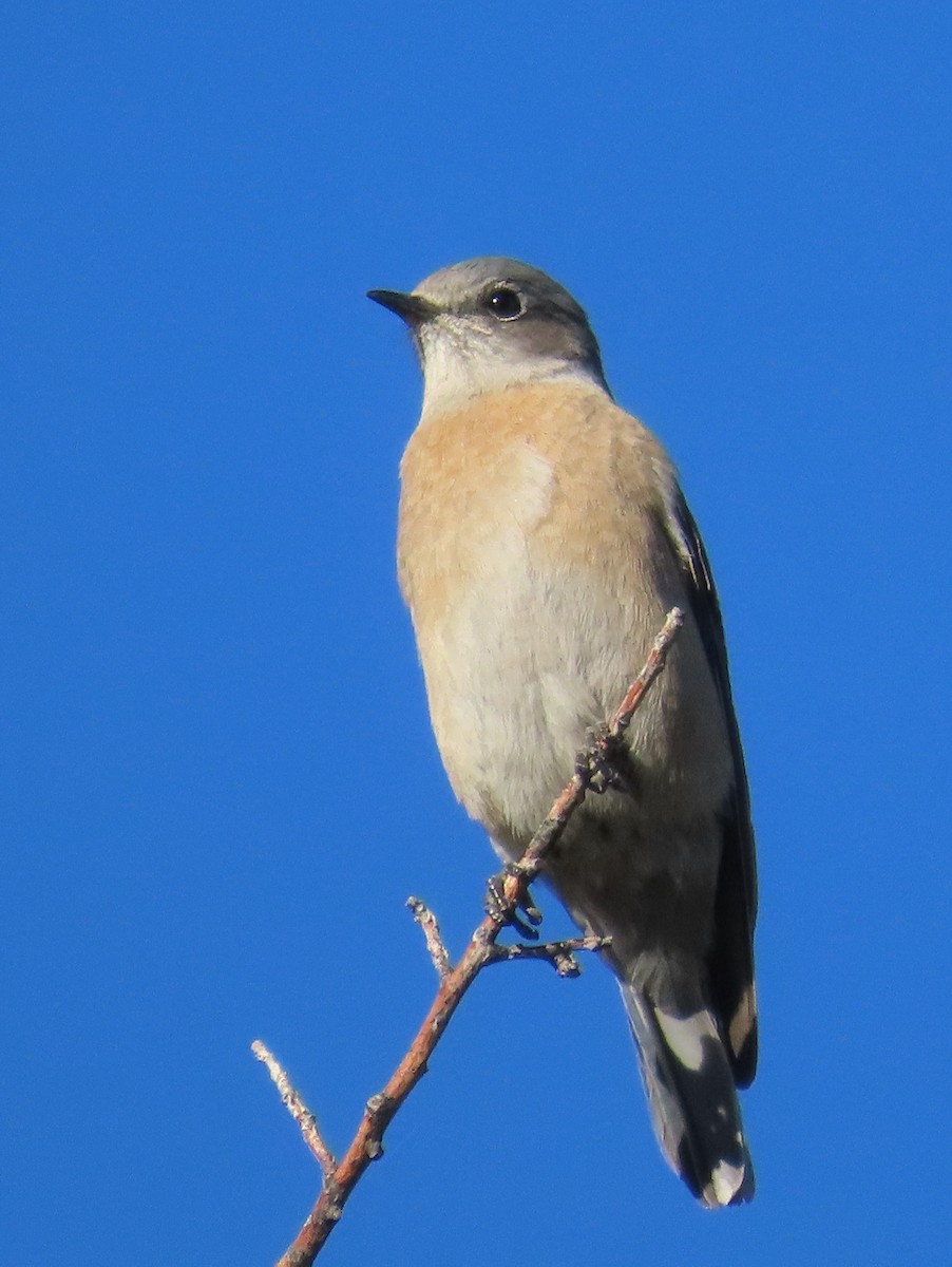 Western Bluebird - ML646648339
