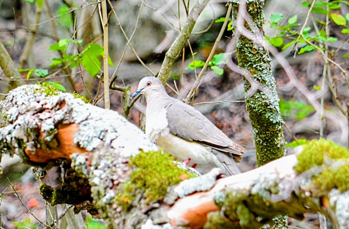 White-tipped Dove - ML646648341