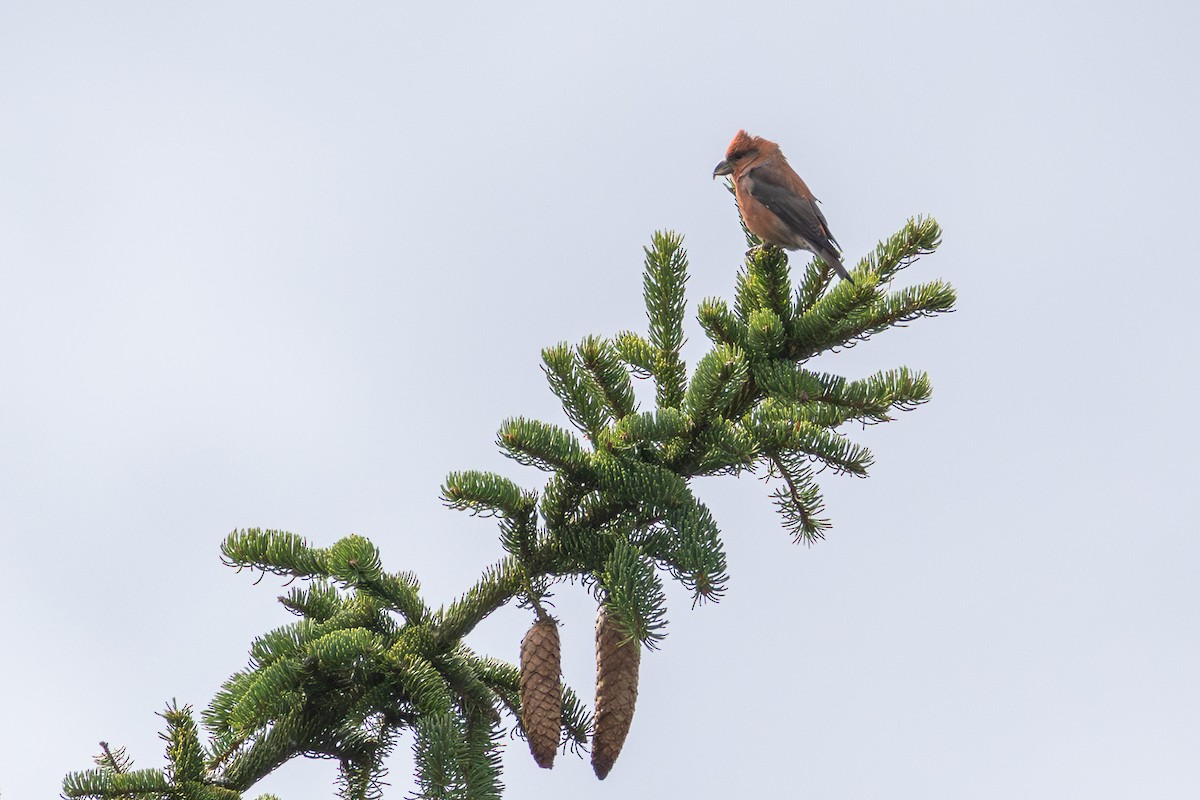 Mokoker arrunta - ML646648342