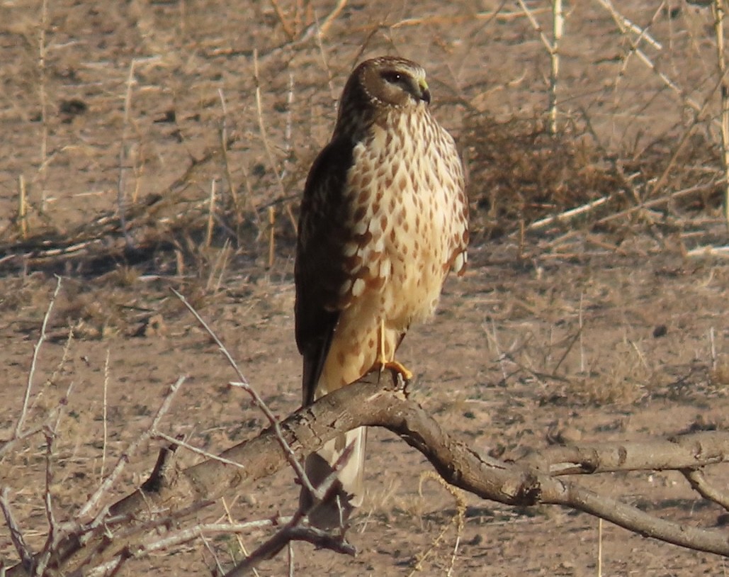 Mirotz zuri iparramerikarra - ML646648343