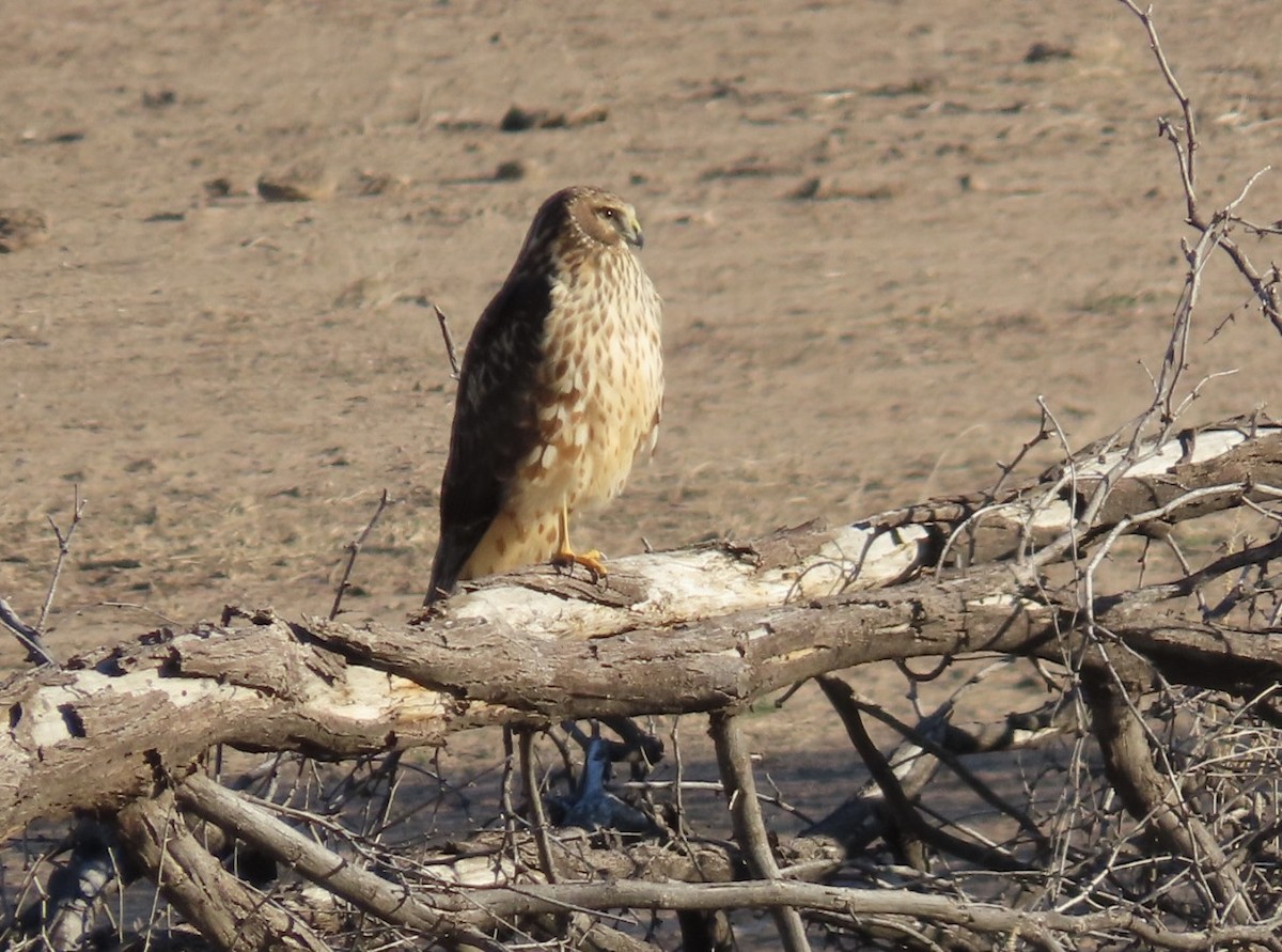 Mirotz zuri iparramerikarra - ML646648344