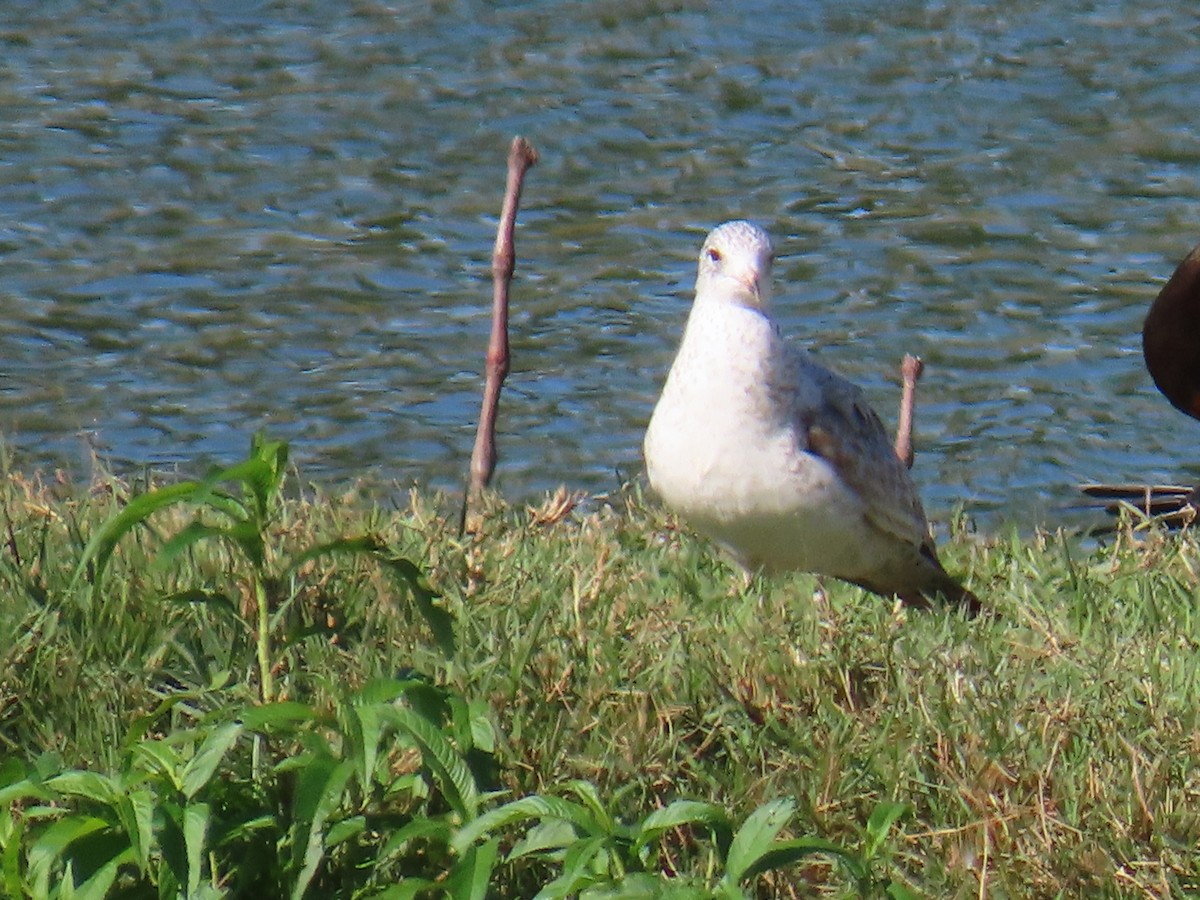 Delawareko kaioa - ML646648346