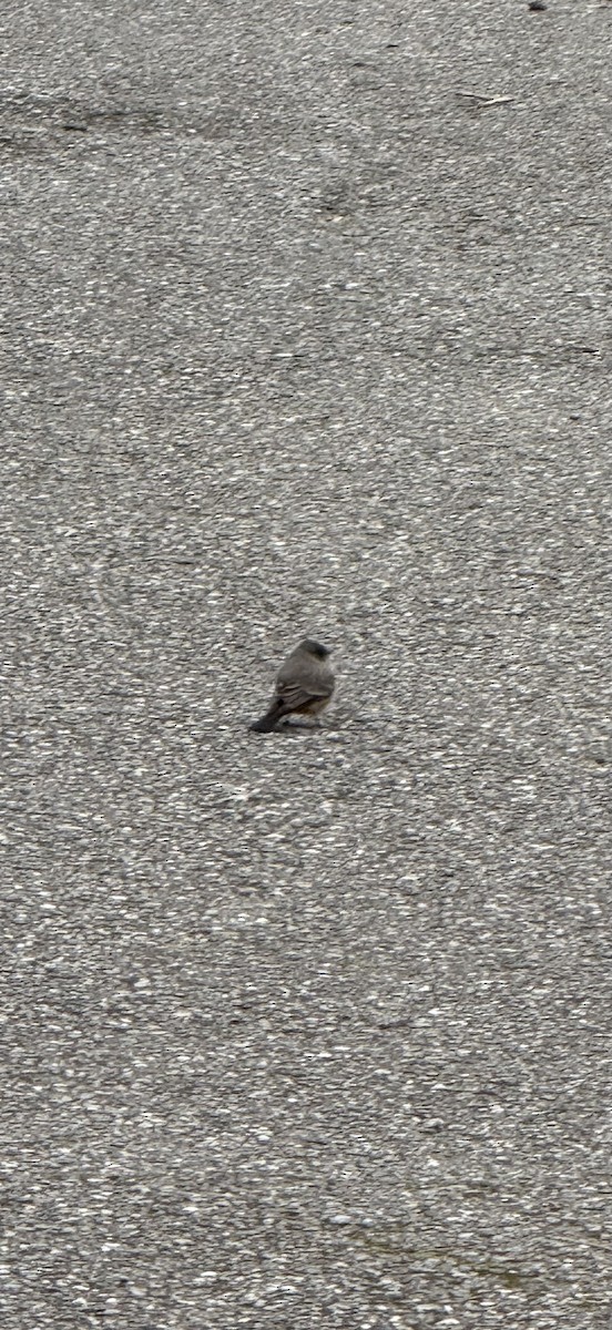 Say's Phoebe - ML646648347