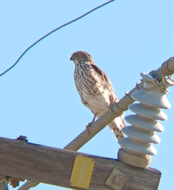 Cooper's Hawk - ML646648348