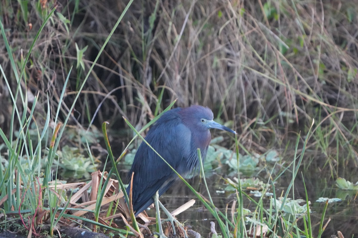 Koartzatxo urdina - ML646648349