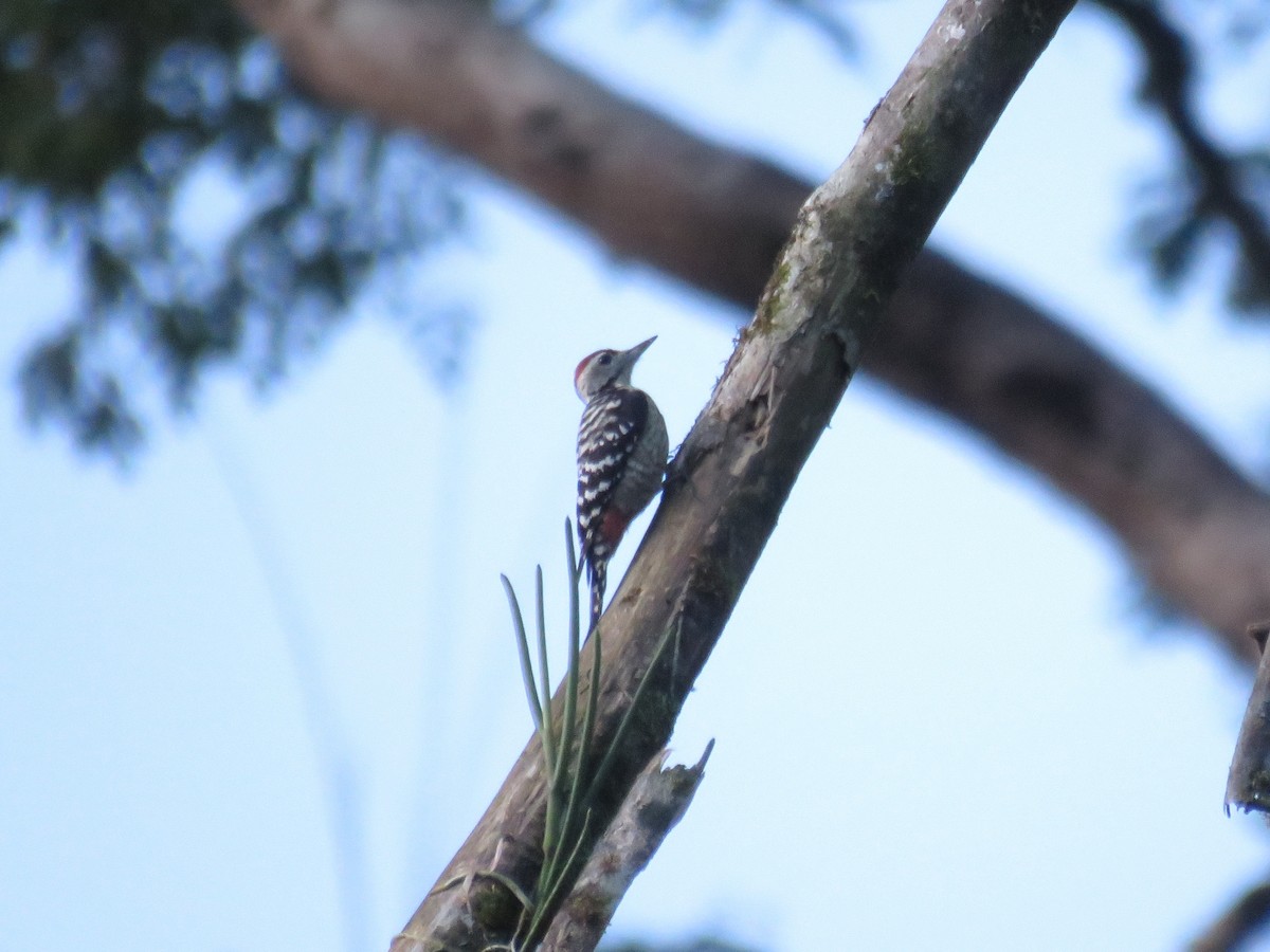 Freckle-breasted Woodpecker - ML646648350