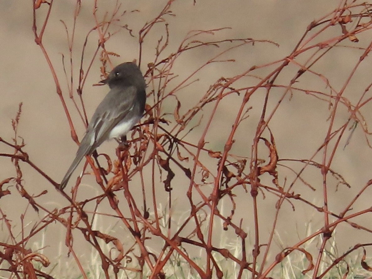 Black Phoebe - ML646648352