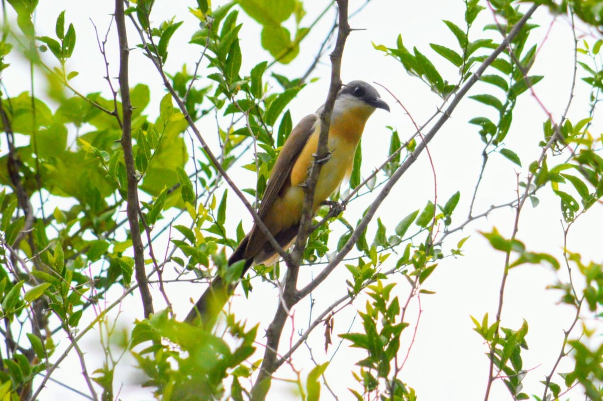Dark-billed Cuckoo - ML646648353