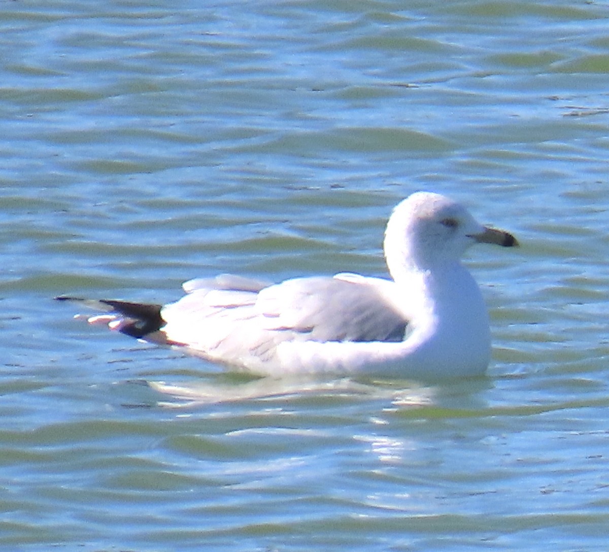 Delawareko kaioa - ML646648354