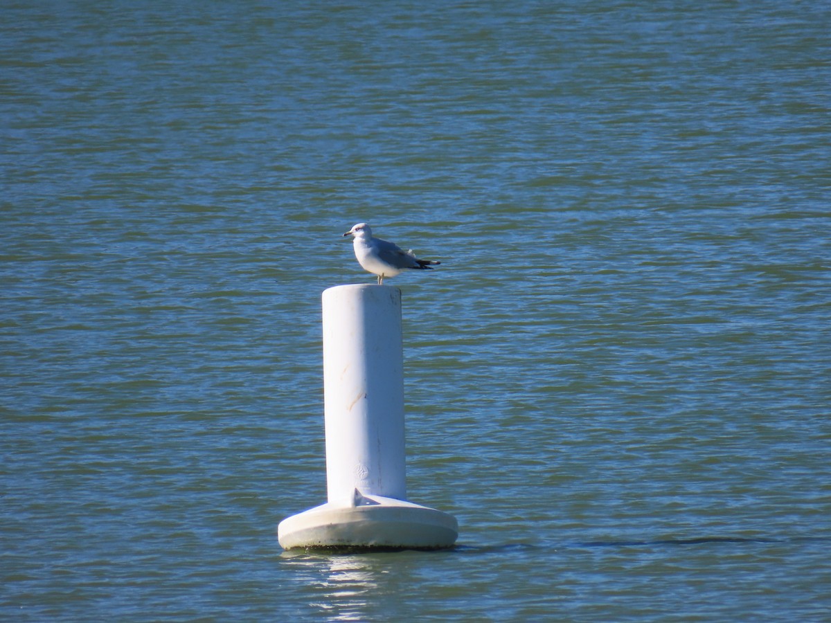 Delawareko kaioa - ML646648355